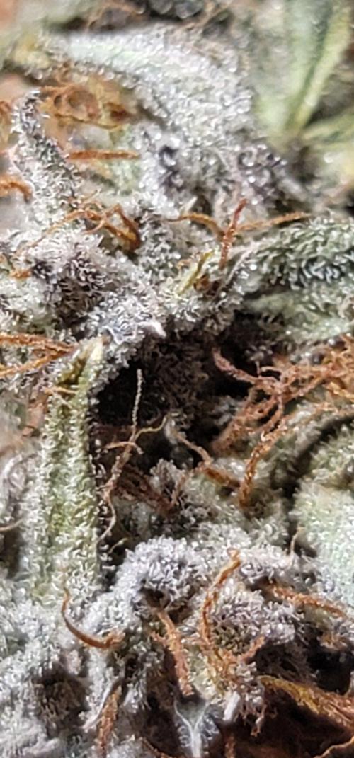 Mango Cherry Runtz 🍒. Week 7