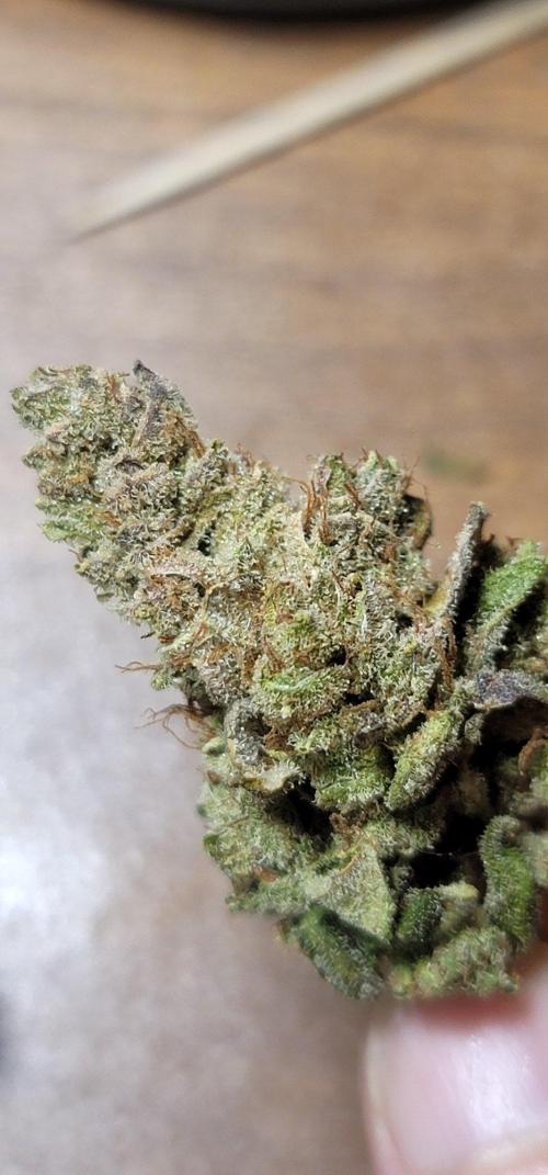 Blue dream 💭. Week 12