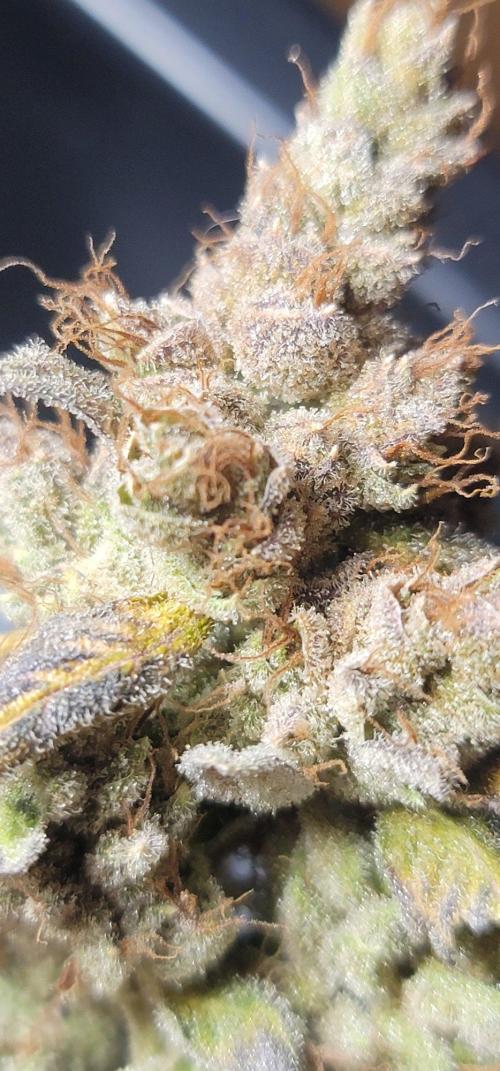 Blue dream 💭. Week 12