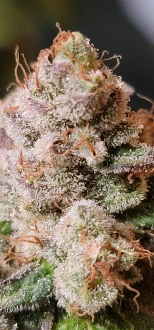 Blue dream 💭. Week 12