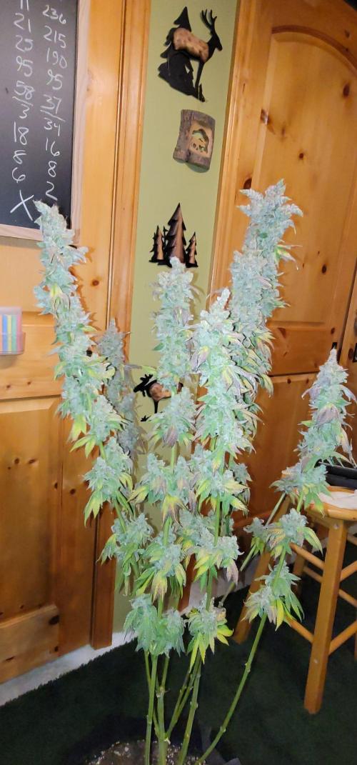 Blue dream 💭. Week 12