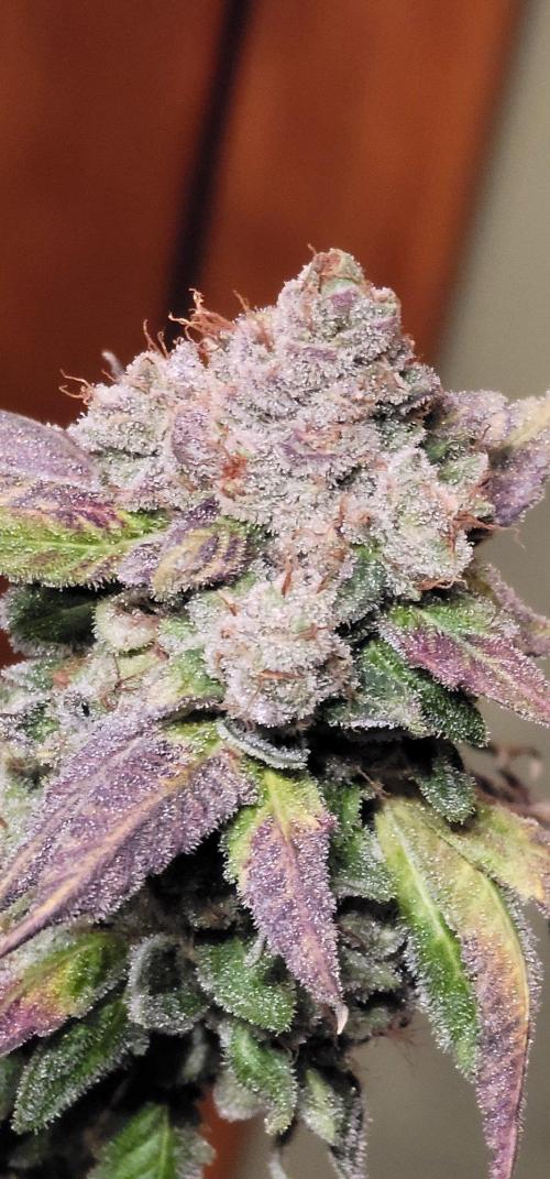 Blue dream 💭. Week 12