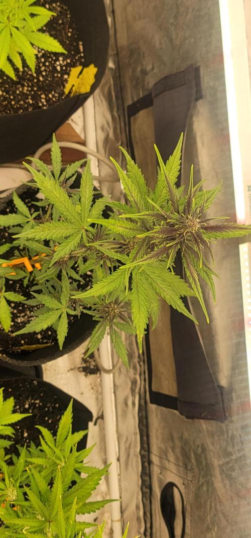 Purp Lemonade Rf3 🍋. Week 4