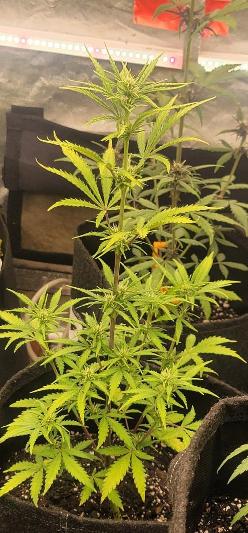 Guava Rf3. Week 4