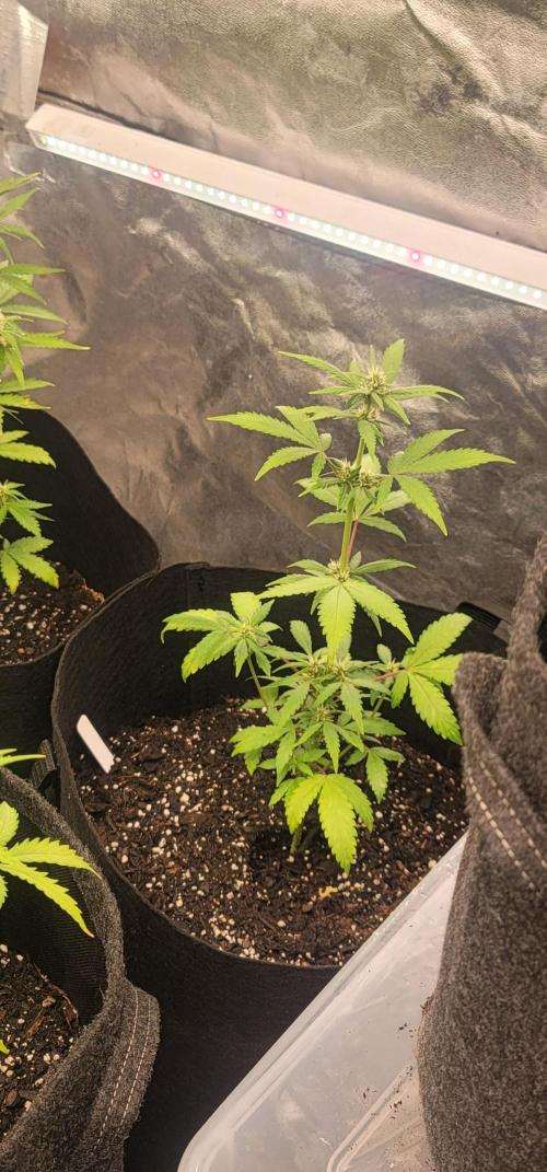 Lemon Cherry Sundae. Week 4