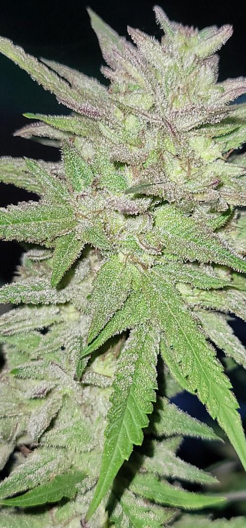 Ckn N Waffles. Week 17