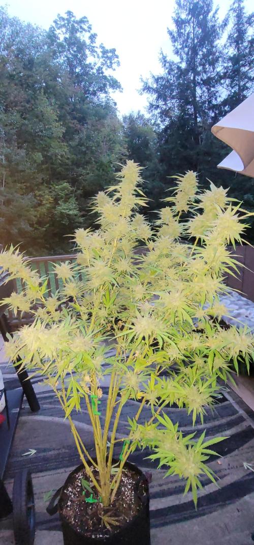 Ckn N Waffles. Week 17