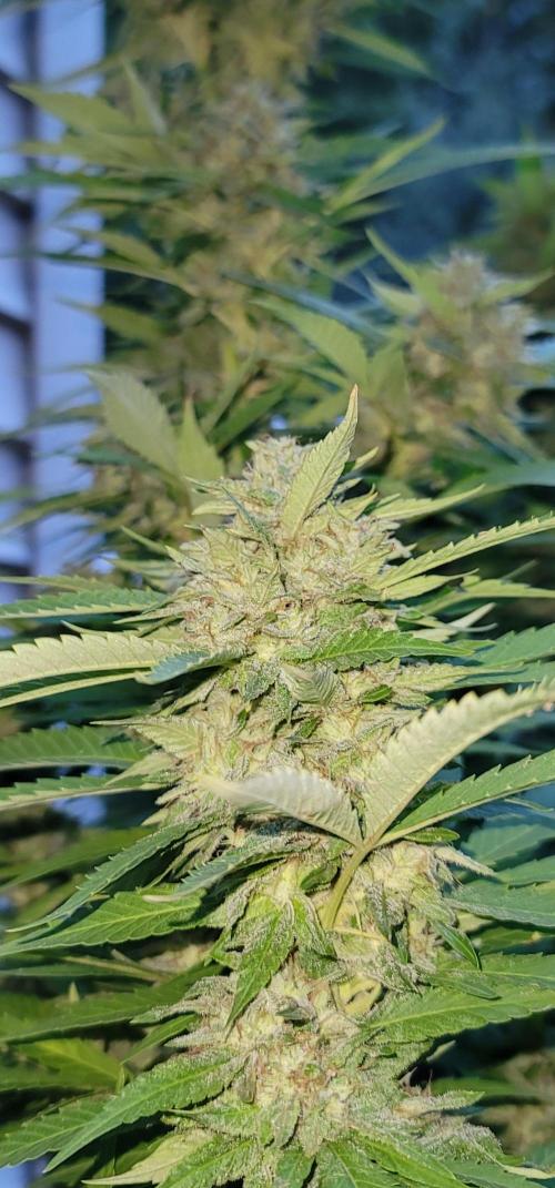 Mimosa OP. Week 17