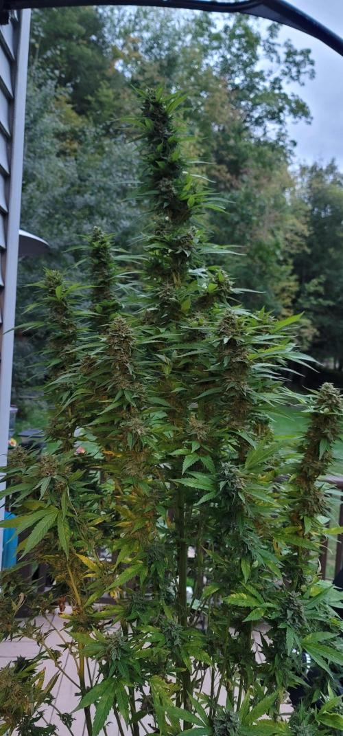 Mimosa OP. Week 17