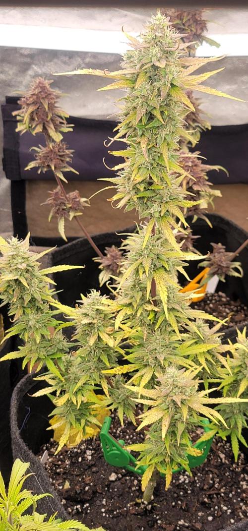 Guava Rf3. Week 5
