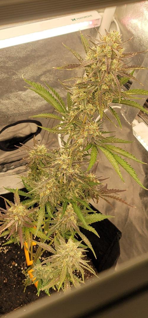 Mendo Guava. Week 5