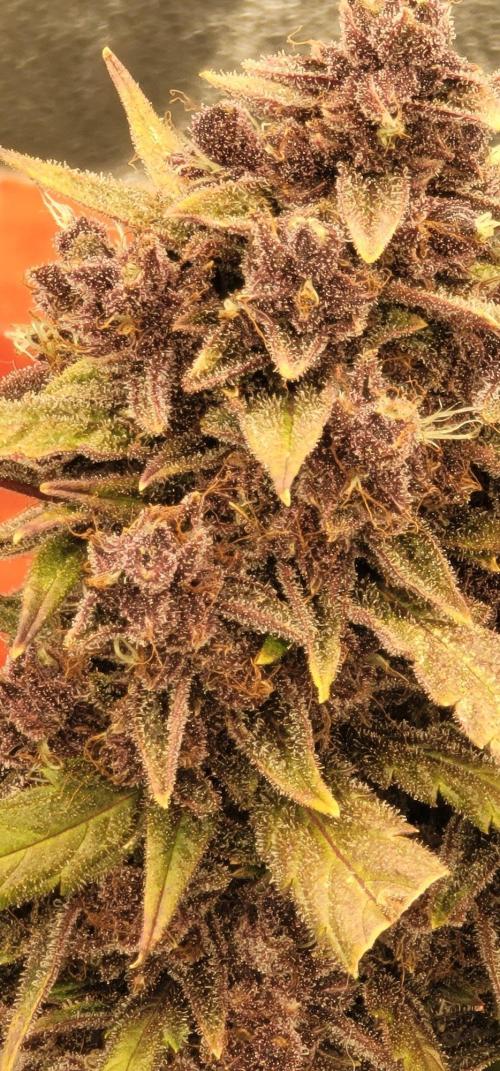 Purp Lemonade Rf3 🍋. Week 7