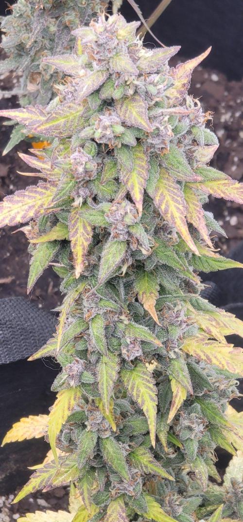 Lemon Cherry Sundae. Week 7