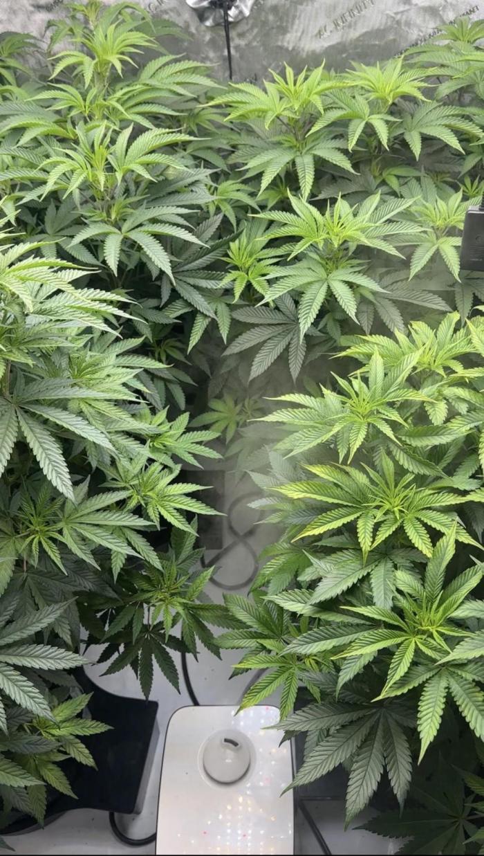 Eastside. Week 1 - First week of flower
