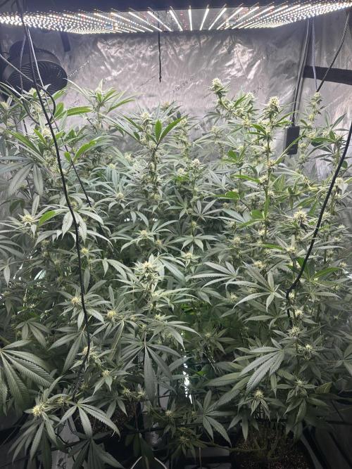 Eastside. Week 5