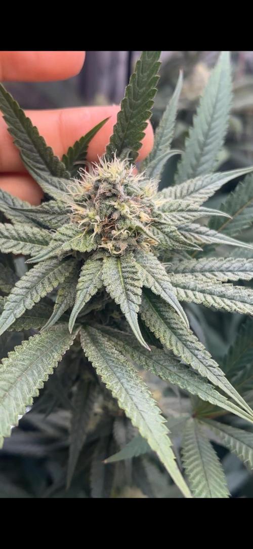 Eastside. Week 6