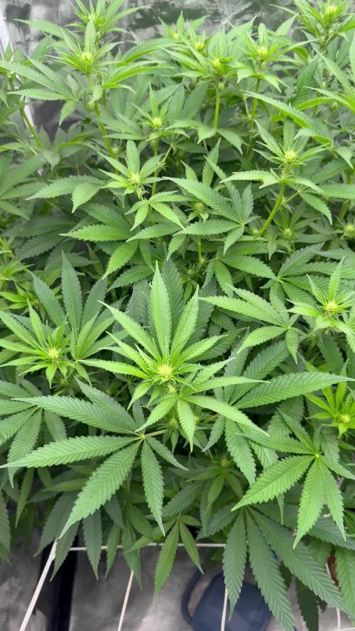 Gushers/Grapericot Pie: ILGM Run