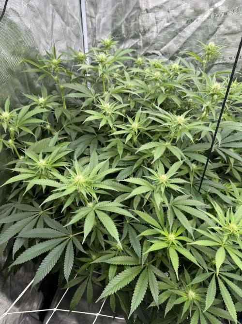 Gushers/Grapericot Pie: ILGM Run. Week 3 - Day17F Gushers