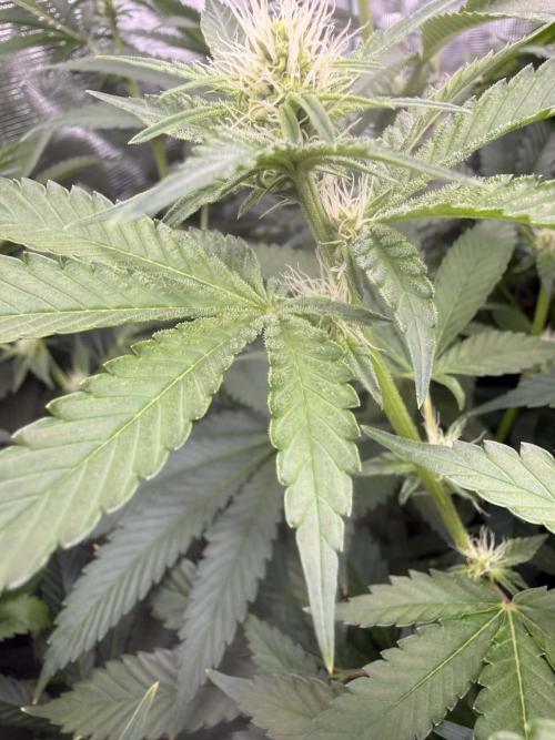 Gushers/Grapericot Pie: ILGM Run. Week 3 - Day17F Display of trichomes we got going on both plants.