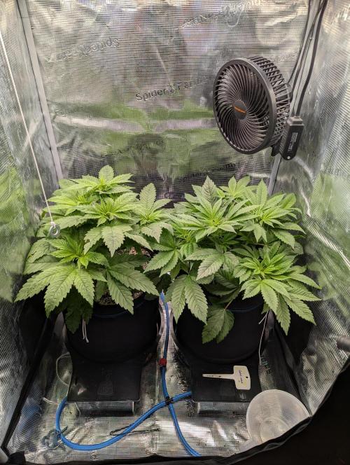 Fesi´s erster Grow. Week 4