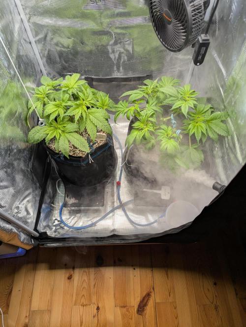 Fesi´s erster Grow. Week 4