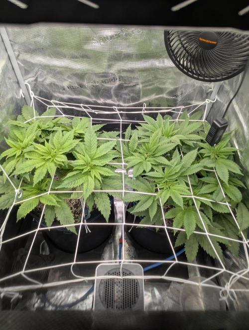 Fesi´s erster Grow. Week 4