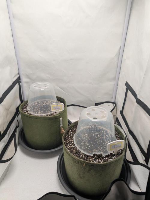 Low Budget Setup Test. Week 0