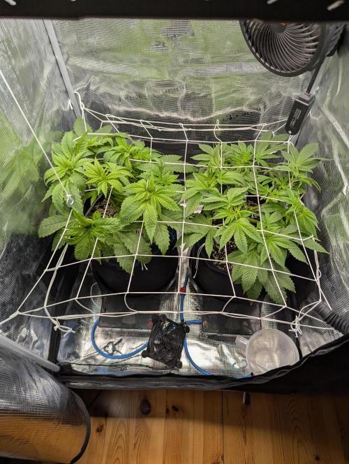Fesi´s erster Grow. Week 4