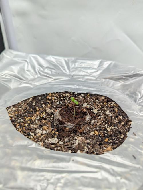 Low Budget Setup Test. Week 0