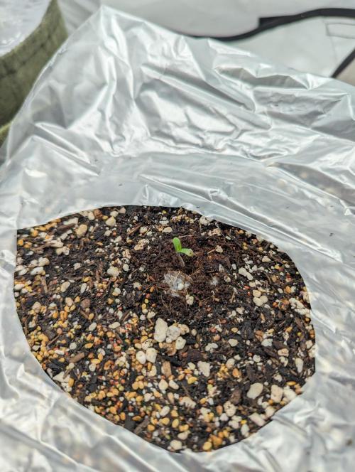 Low Budget Setup Test. Week 0