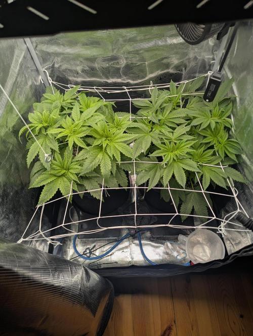Fesi´s erster Grow. Week 4