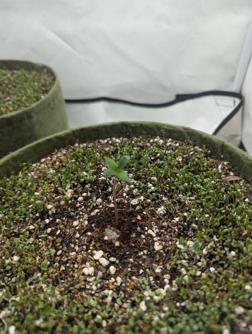 Low Budget Setup Test. Week 0