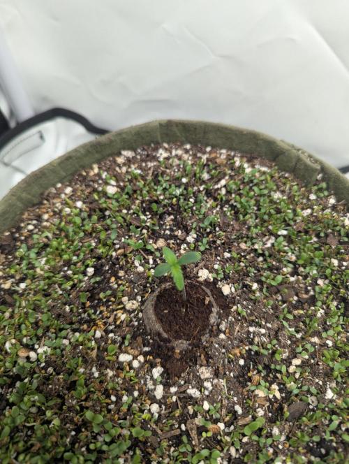 Low Budget Setup Test. Week 0