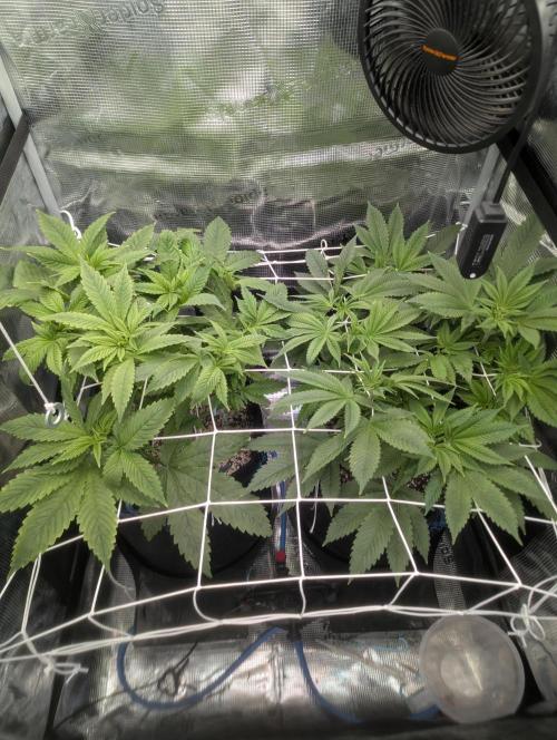 Fesi´s erster Grow. Week 5