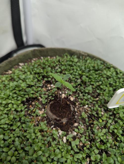 Low Budget Setup Test. Week 1