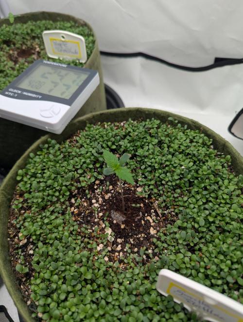 Low Budget Setup Test. Week 1