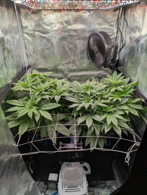 Fesi´s erster Grow. Week 5