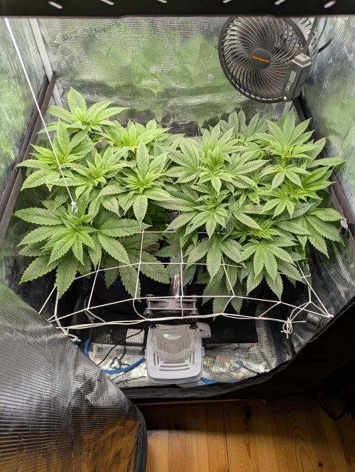Fesi´s erster Grow. Week 5