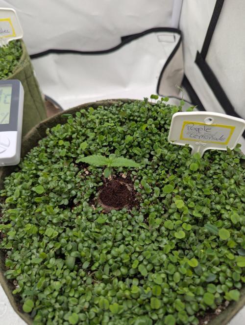 Low Budget Setup Test. Week 1