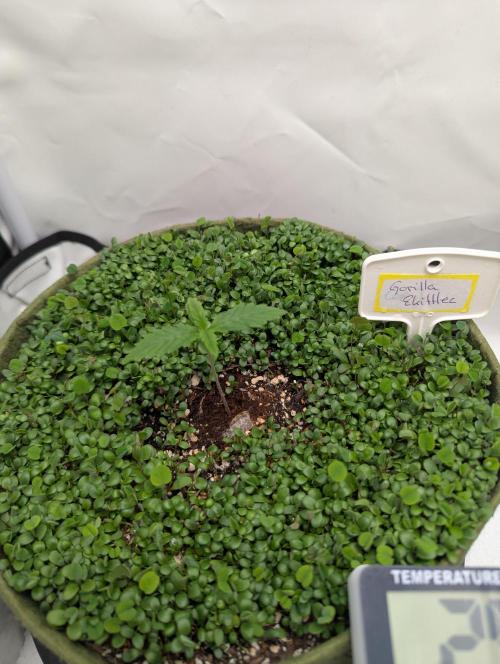 Low Budget Setup Test. Week 1