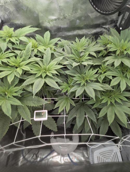 Fesi´s erster Grow. Week 5