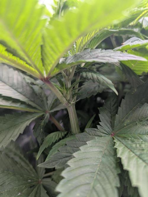 Fesi´s erster Grow. Week 6