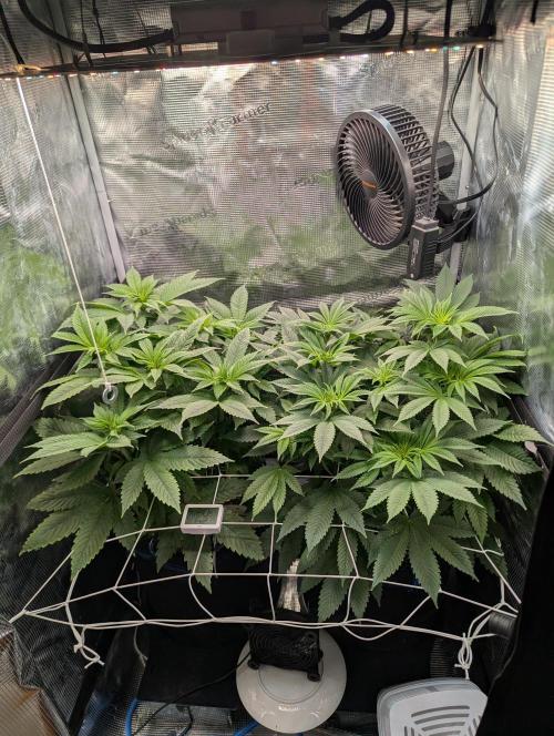 Fesi´s erster Grow. Week 6