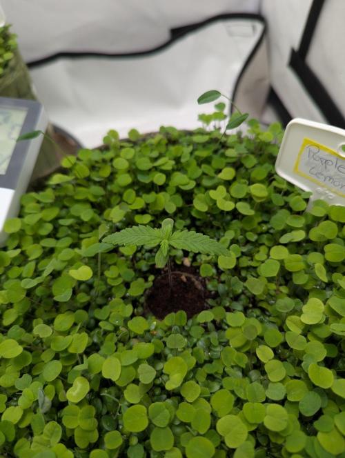 Low Budget Setup Test. Week 2