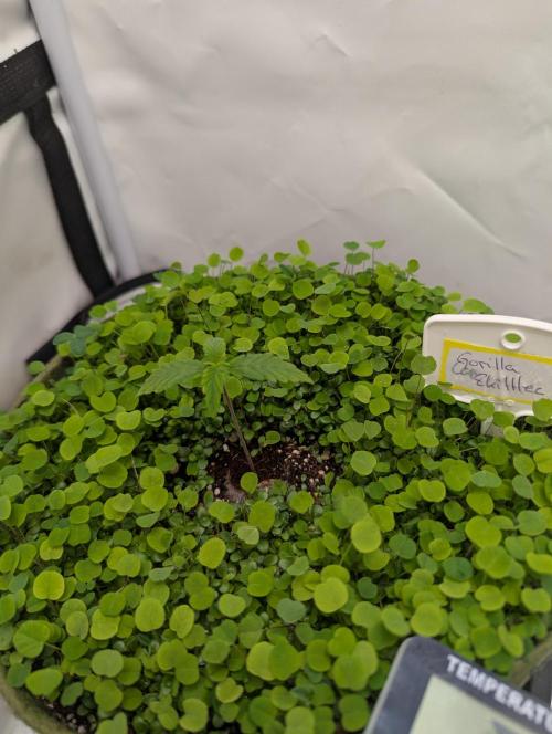 Low Budget Setup Test. Week 2