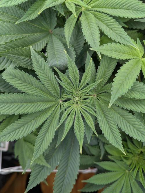 Fesi´s erster Grow. Week 6