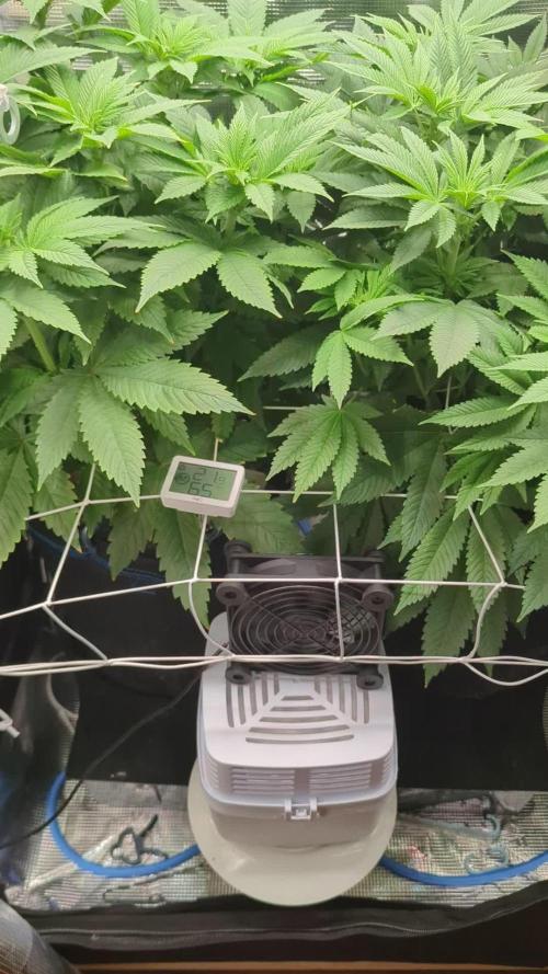 Fesi´s erster Grow