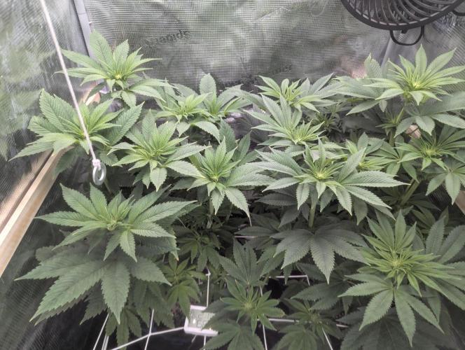 Fesi´s erster Grow. Week 6