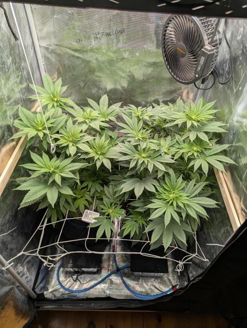 Fesi´s erster Grow. Week 6