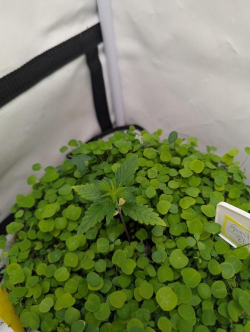 Low Budget Setup Test. Week 2